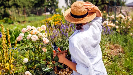 Condimentul banal care face minuni în grădină. Ce trebuie să presărați în jurul plantelor pe timpul verii