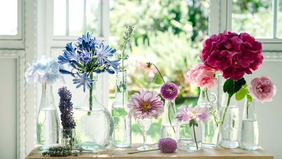 Plantele care aduc ghinion în casă. Alungă norocul și prosperitatea!