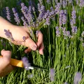 Plante care trebuie să fie tunse în februarie pentru o grădină înfloritoare! Lavanda necesită atenție specială