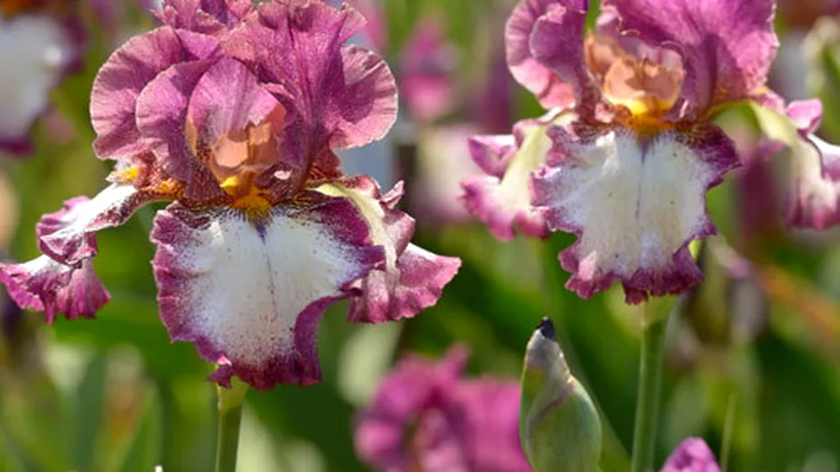 Stânjenel (Iris germanica)