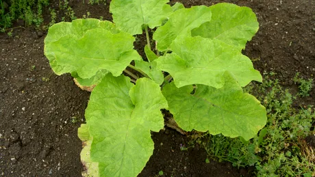 Farmacia de sub picioarele noastre: Brusturele