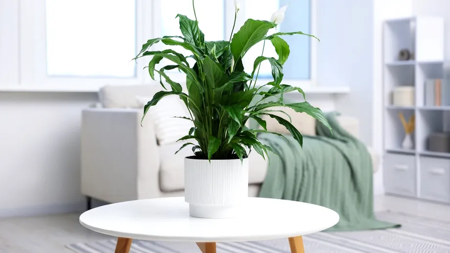 Planta pe care să o pui în dormitor în această toamnă. Poate fi de ajutor când ai prea multă umezeală în casă