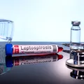 Leptospiroza: boala bacteriană care poate apărea după contactul cu apă contaminată. Cum se transmite, ce simptome are și cum poate fi prevenită
