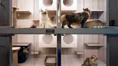 Am făcut calculul. Cât costă să îți lași pisica într-un hotel de animale de companie, dacă pleci în concediu
