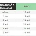 Tabel pentru câini și pisici | Ce vârstă are animalul tău de companie, în ani omenești, în funcție de rasă și de câți ani are acum