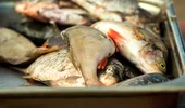 Pești care sunt periculoși pentru organism! Se găsesc și în supemarketurile din România!