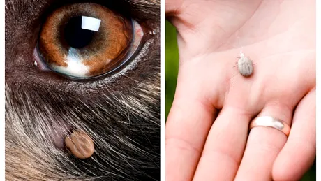 Babesioza la animale și la oameni – primele semne și cum te poți proteja