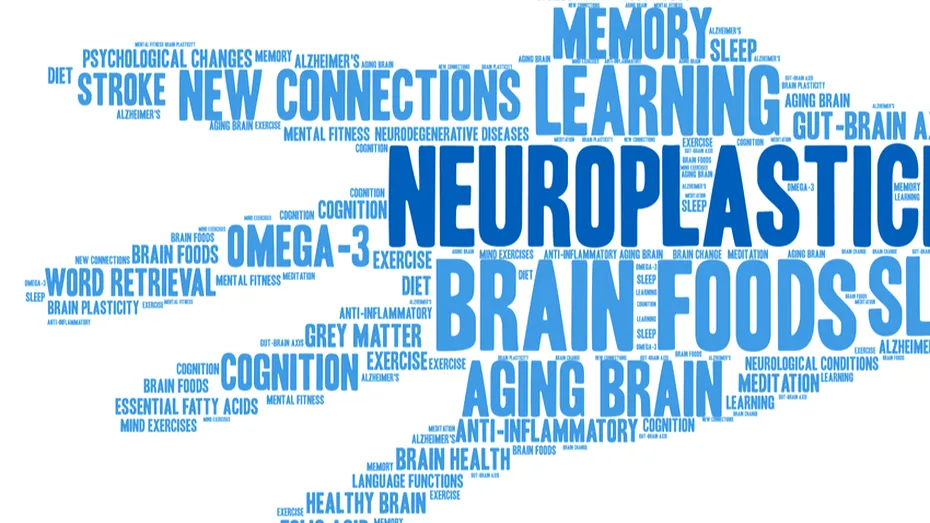 Neuroplasticitatea creierului: studiu recent