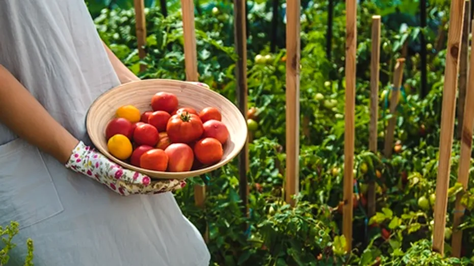 Ce să adaugi la baza roșiilor la finalul lunii iulie. Te va ajuta să ai o recoltă bogată de tomate