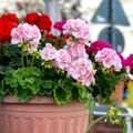 Ce să adaugi în pământul mușcatelor ca să înflorească toată vara