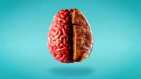 8 alimente care opresc atrofierea creierului