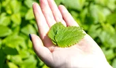 Ce plante trebuie tunse la sfârșitul verii? Ce tai acum și ce este mai bine să lași pentru toamnă
