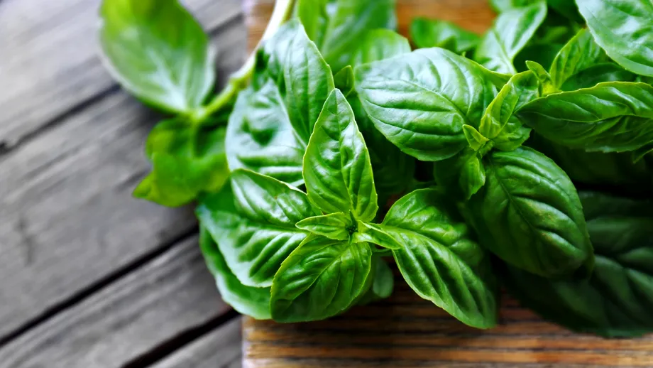 Cum să îngrijești această plantă aromatică, care costă 7 lei la Lidl? O plantezi și o ai în ghiveci, în casă