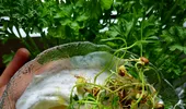 Sosul bun la orice care nu îngrașă! Este delicios și ușor de preparat!
