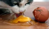 De ce nu e bine să-i dai pisicii ouă crude. Mergi urgent la veterinar dacă are aceste simptome