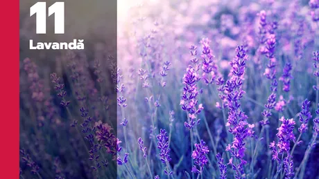 „Scutul” natural împotriva ţânţarilor. Top 11 plante care alungă ţânţarii din casă