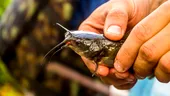 Descoperirea fără precedent făcută de cercetători: primul cancer transmisibil descoperit la un pește de apă dulce. Cum se răspândește boala
