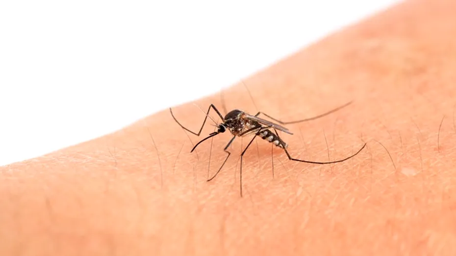 Virusul West Nile face ravagii în Europa. 13 morți în Italia și cazuri confirmate în România