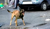 Ai fost mușcat de un câine? Medicii spun ce trebuie să faci imediat