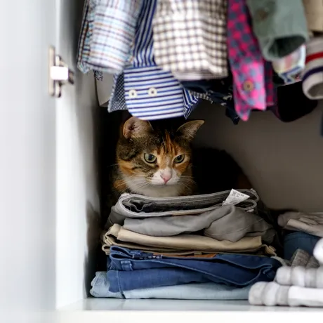 Părul de animale, un pericol ascuns pentru sănătate și pentru mașina de spălat. Trucul simplu care te scapă de problemă