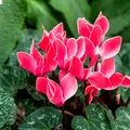 Planta care înflorește spectaculos chiar și în sezonul rece! Cum o îngrijești pentru a te bucura de flori toamna