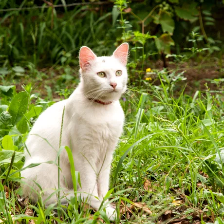 Semnul care îți arată dacă ai acasă o pisică dintr-o rasă rară! Trebuie să te uiți atent la blana felinei