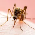 O simplă înțepătură de țânțar poate afecta creierul. Ce este encefalita japoneză și care sunt simptomele ce necesită internare de urgență
