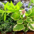 Plantele aromatice care au uimit cercetătorii! Ce au descoperit despre cimbru și rozmarin în studiile despre cancer
