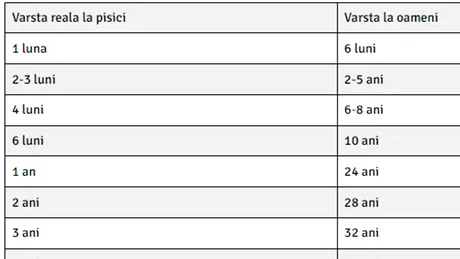 Tabelul vârstei reale a pisicilor | Câți ani ar avea pisica ta, dacă ar fi om