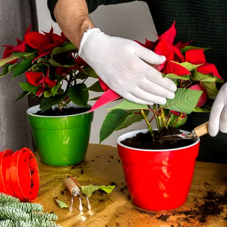 Cum să fertilizezi Crăciunița cu zaț de cafea. Va înflori spectaculos