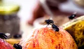 Plantele pe care e bine să le ai în casă pentru a alunga insectele. Protecție naturală pentru locuința ta