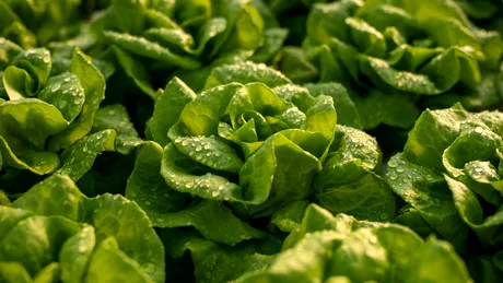 Salata verde: opiniile experților și riscurile pentru sănătate