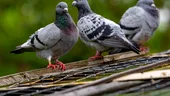 Culoarea care sperie porumbeii. Ce să pui în curte să nu mai vină în jurul casei tale