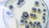 O ciupercă periculoasă, rezistentă la medicamente, se răspândește rapid în spitale. Poate provoca infecții grave