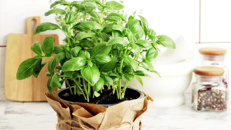 Plante pe care să le crești în bucătărie. Purifică aerul și te scapă de mirosul de mâncare