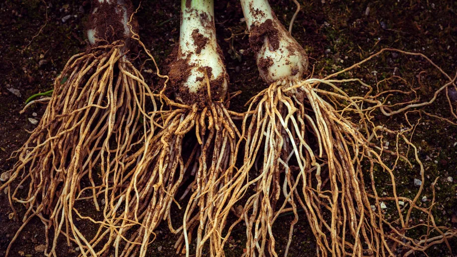 Dieta strictă a călugărilor jainiști. Trebuie să mănânce tot și este interzis să arunce mâncarea la gunoi!