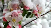 Temperatura ideală la care se fac stropirile pomilor fructiferi în luna februarie. De ce trebuie să țină cont gospodarii