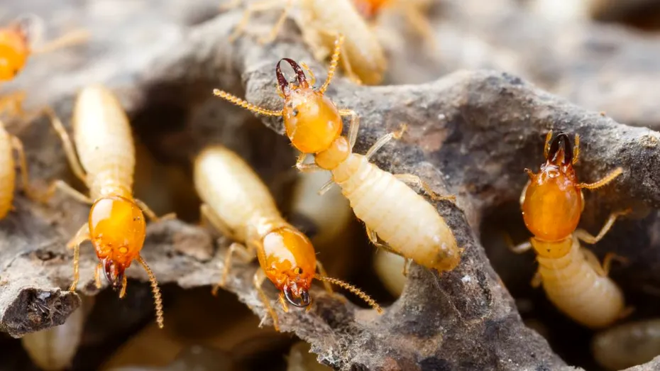 Cum scapi rapid de termite și îți protejezi mobilierul din lemn înainte să fie prea târziu
