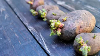 Cum să păstrezi cartofii proaspeți chiar și 6 luni. Așa nu se vor strica deloc!