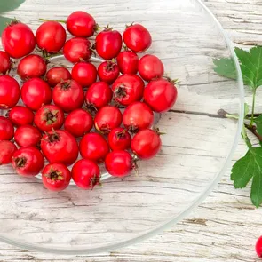 Leacul Mariei Treben pentru inimă obosită și circulație deficitară. Se mai numește și „planta inimii”