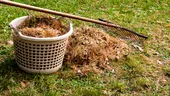 Cum trebuie să ai grijă de grădina ta în octombrie. Ce trebuie să plantezi și când tunzi ultima dată gazonul