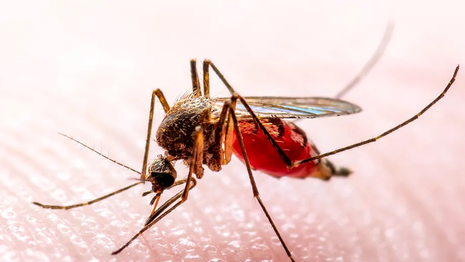 Cel mai des întâlnite boli transmise prin înțepături și mușcături de insecte