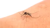 Virusul West Nile face ravagii în Europa. 13 morți în Italia și cazuri confirmate în România