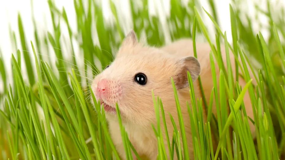 Plantele care țin șobolanii departe de grădina ta! Le găsești și la supermarket, la ghiveci