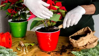 Cum să fertilizezi Crăciunița cu zaț de cafea. Va înflori spectaculos