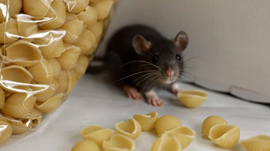 Cum să scapi de șoarecii din casă. Ingredientul natural din bucătărie care îi ține la distanță pe termen lung