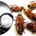 Cum te scapă bicarbonatul de gândacii de bucătărie. 15 întrebuințări nebănuite în gospodărie