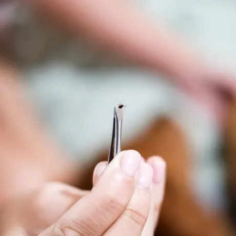 Cum scoți corect o căpușă fără să o rupi. Metoda recomandată de un medic dermatolog