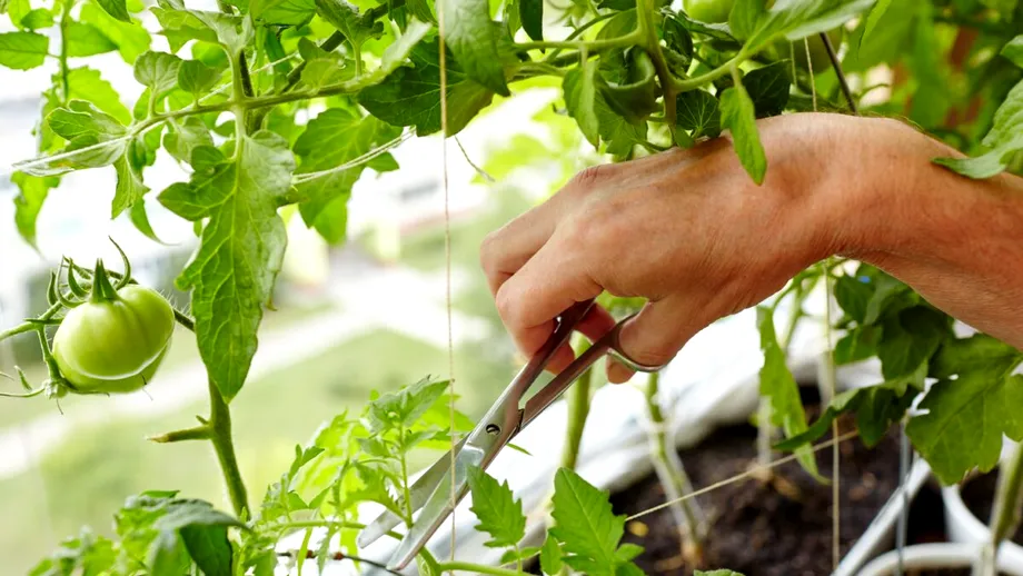 De ce e bine să copilești roșiile și cum să faci asta corect!