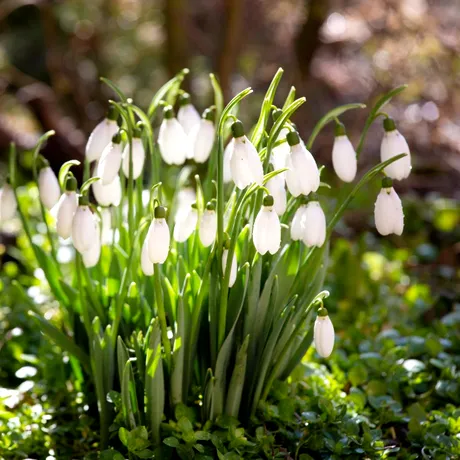 Cum pregătești ghioceii în octombrie, pentru o înflorire spectaculoasă în martie